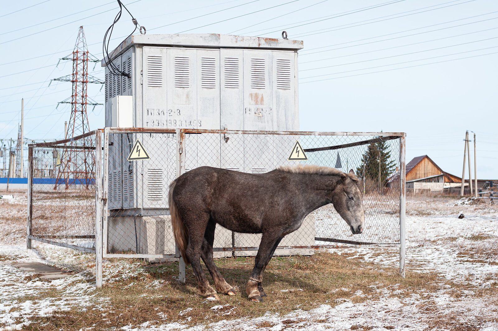 Grazing Horse. Minderla